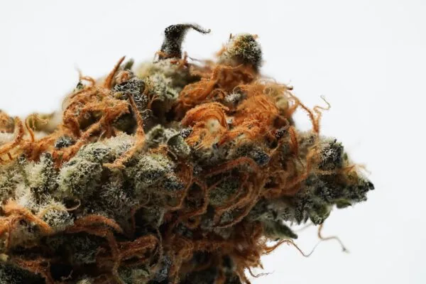 Macro close-up of a potent cannabis bud, showcasing frosty trichomes and vibrant orange pistils.