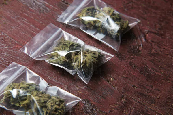 Three clear plastic bags filled with dried cannabis buds on a rustic wooden table.