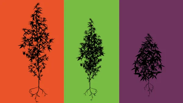 Three black cannabis plant silhouettes with roots against vibrant orange, green, and purple backgrounds.