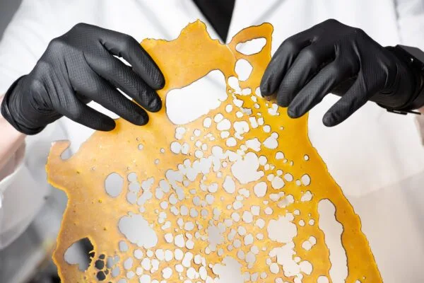 Person in black gloves holding a large sheet of golden cannabis shatter.
