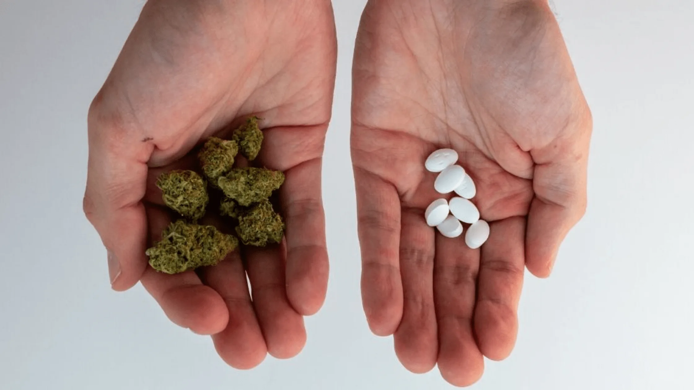 A person's open hands comparing a pile of green cannabis buds to white pills.