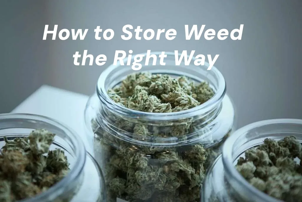 Three glass jars brimming with cannabis buds, illustrating optimal weed storage methods.