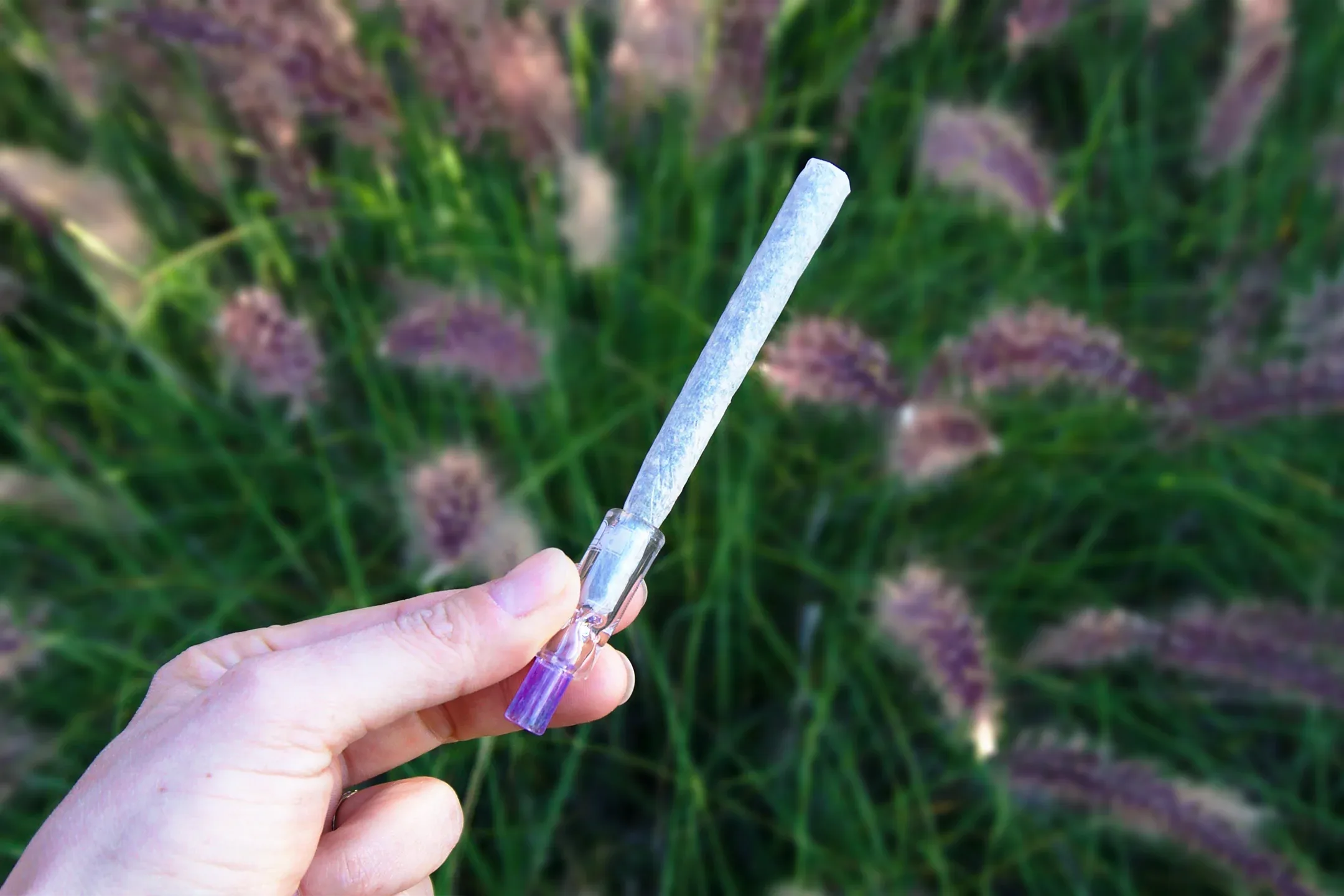 Hand holding a pre-rolled joint with a purple glass filter tip in nature.