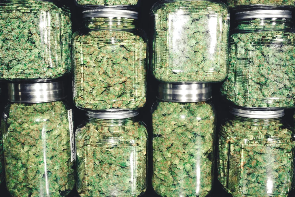 Close-up of numerous glass jars filled with vibrant green cannabis flower buds.